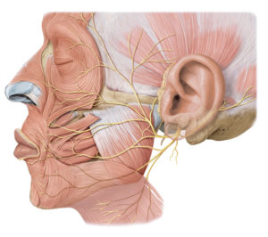 Why the Facial Nerve Is More Important Than You Think